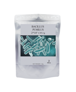 Bacillus Pumilus
